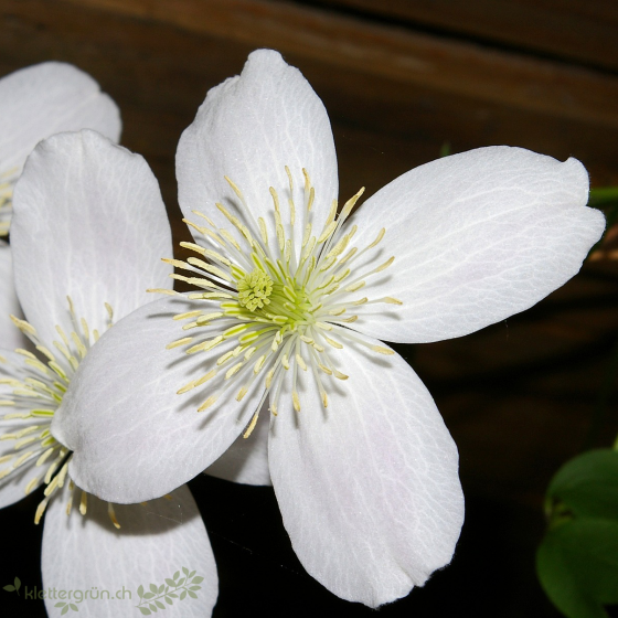 Berg-Waldrebe (Clematis montana Gradiflora) ist eine gute Kletterpflanze und eignet sich zur Fassadenberünung